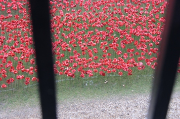 remembrance-day-poppies-3